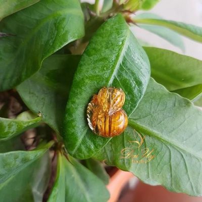 ho-ly-thach-anh-toc-vang